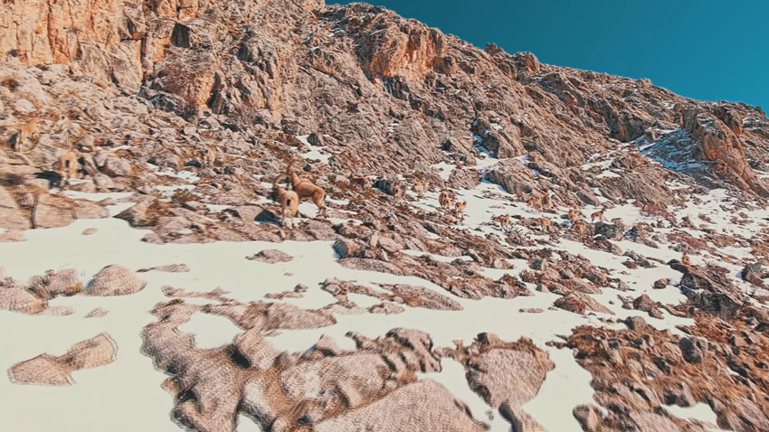 Türkiye'nin en gizemli canlılarının zirvedeki yolculuğu kamerada - Resim: 4