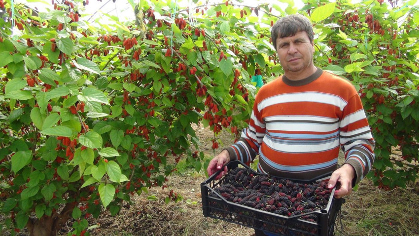 Araplar bayılıyor... Türkiye'nin altın değerindeki, şifa deposu lezzetinde hasat başladı - Resim: 1