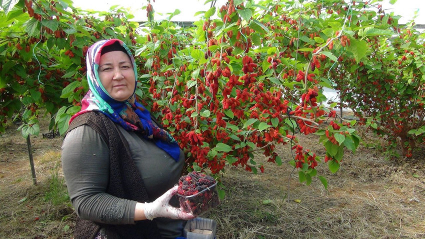 Araplar bayılıyor... Türkiye'nin altın değerindeki, şifa deposu lezzetinde hasat başladı - Resim: 2