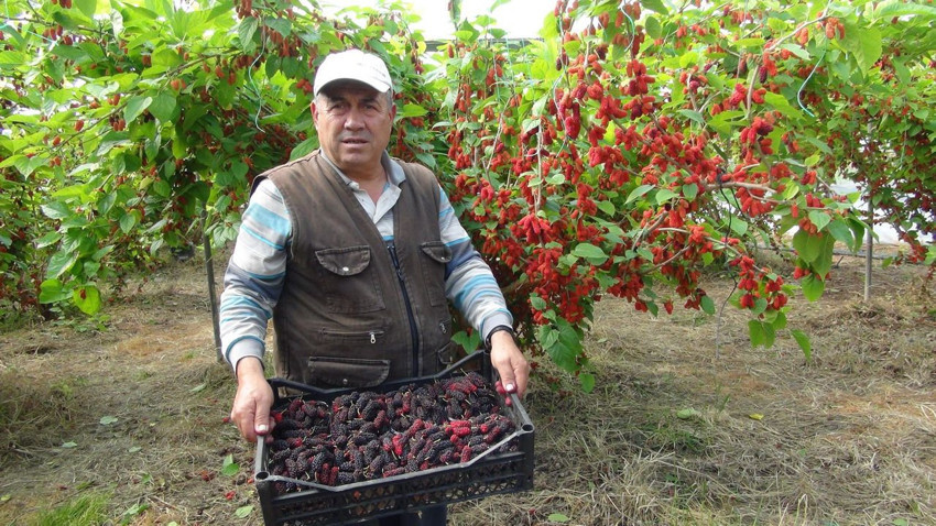 Araplar bayılıyor... Türkiye'nin altın değerindeki, şifa deposu lezzetinde hasat başladı - Resim: 3