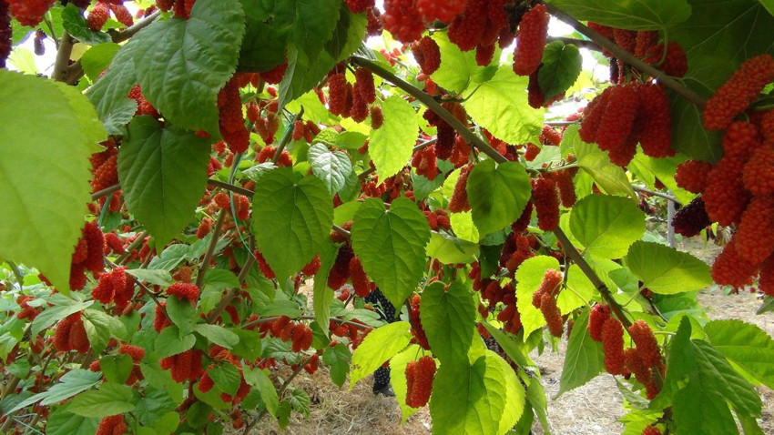 Araplar bayılıyor... Türkiye'nin altın değerindeki, şifa deposu lezzetinde hasat başladı - Resim: 4