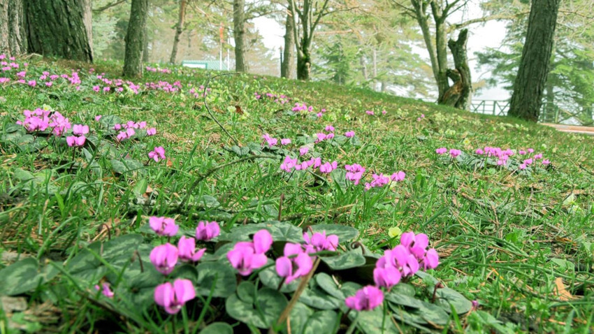 Türkiye'de baharın gerçek müjdecileri gökyüzüyle buluştu - Resim: 3