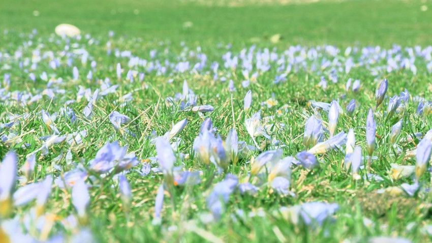 Türkiye'de baharın gerçek müjdecileri gökyüzüyle buluştu - Resim: 4