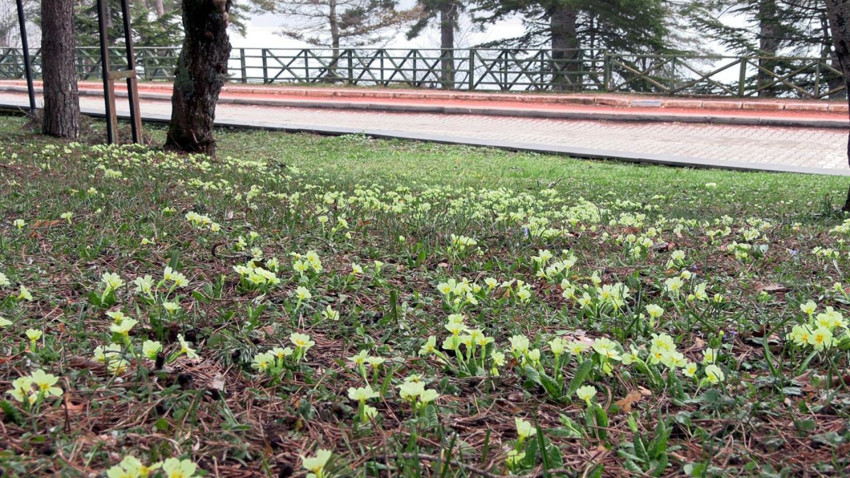 Türkiye'de baharın gerçek müjdecileri gökyüzüyle buluştu - Resim: 2