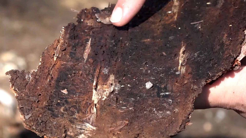 Türkiye'de ormanları ''dumansız yangın''lardan koruyacak ''mikro'' ordu kamerada - Resim: 3