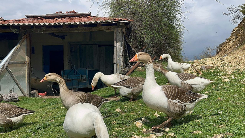 Faydaları saymakla bitmiyor, Karadenizli girişimciler siparişlere yetişemiyor - Resim: 1