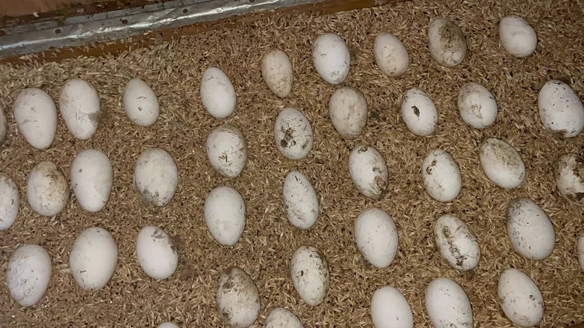 Faydaları saymakla bitmiyor, Karadenizli girişimciler siparişlere yetişemiyor - Resim: 3