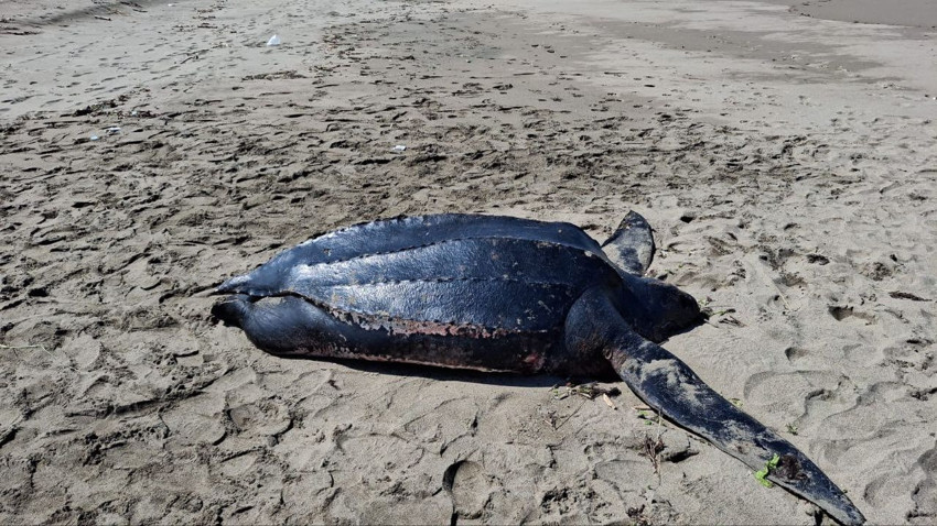 Karadeniz'de ilk kez görülen okyanusların şampiyonunun ölüm nedeni için kahreden ayrıntı - Resim: 1