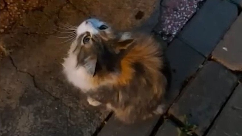 Anne kedi yavrusunu ağzında itfaiyeye kadar taşıyıp yardım istedi - Resim: 3