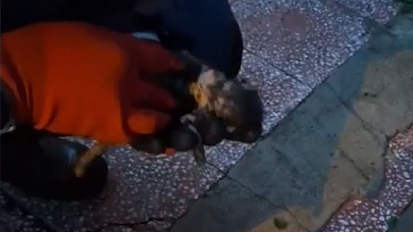 Anne kedi yavrusunu ağzında itfaiyeye kadar taşıyıp yardım istedi - Resim: 4
