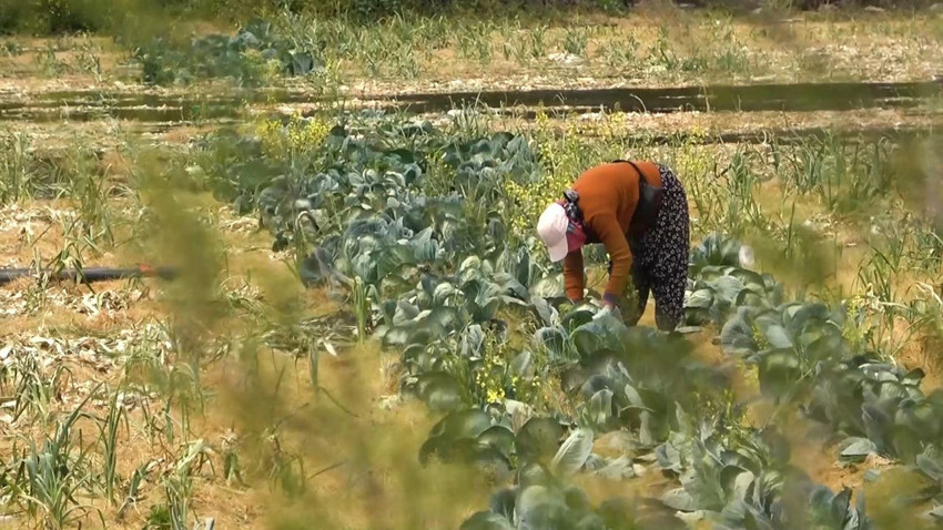 Bakanlık işlenmeyen tarım arazilerine el mi koyacak ? - Resim: 2
