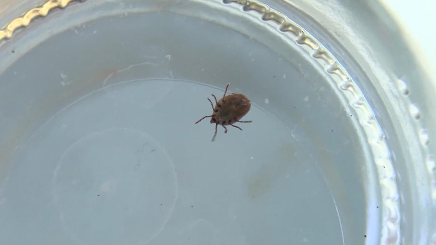 Ölümcül kabusta ilk vaka kayıtlara geçti, uzmanlardan hayati uyarılar geldi - Resim: 3