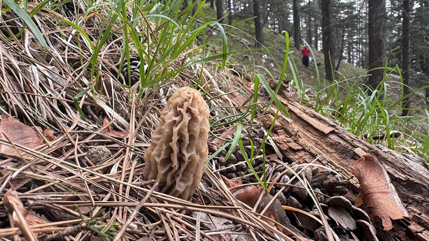 Doğada kendiliğinden yetişiyor, yerini bulan sır gibi saklıyor: ''Altın bulsak bu kadar sevinmeyiz'' - Resim: 1