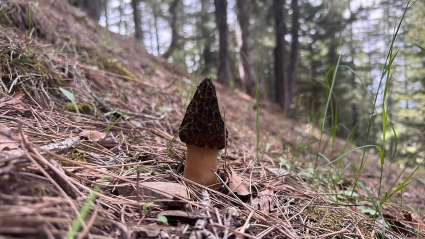 Doğada kendiliğinden yetişiyor, yerini bulan sır gibi saklıyor: ''Altın bulsak bu kadar sevinmeyiz'' - Resim: 2