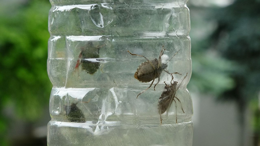 Ne sebze bıraktılar ne de meyve... Türkiye'nin uçan istilacısının başına para ödülü kondu - Resim: 2