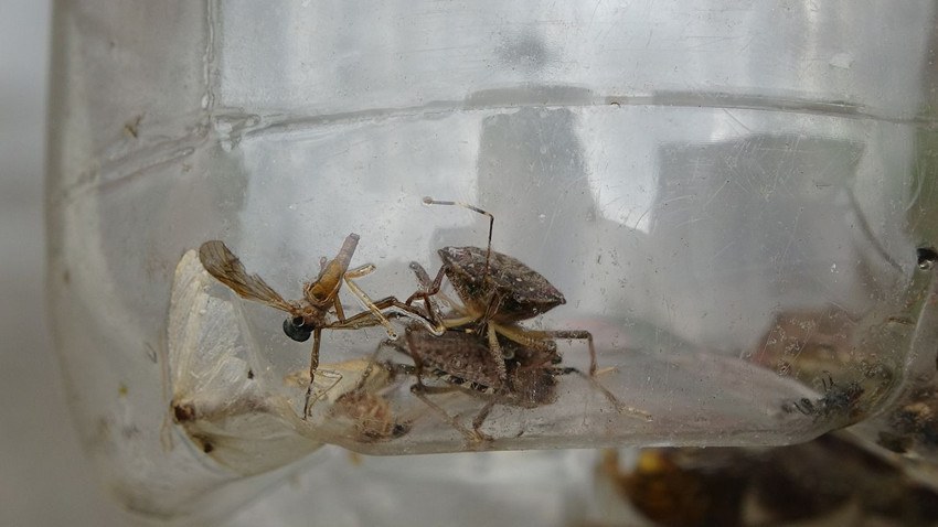 Ne sebze bıraktılar ne de meyve... Türkiye'nin uçan istilacısının başına para ödülü kondu - Resim: 3