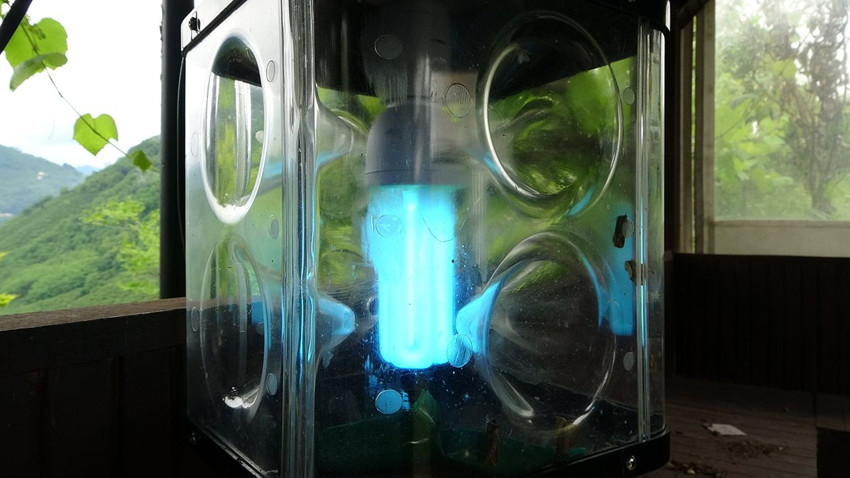 Ne sebze bıraktılar ne de meyve... Türkiye'nin uçan istilacısının başına para ödülü kondu - Resim: 4