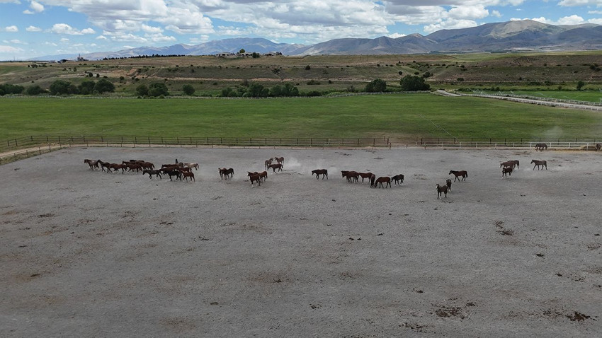 Türkiye'nin milyonluk tayları 4 nala rekor fiyata koşuyor - Resim: 2
