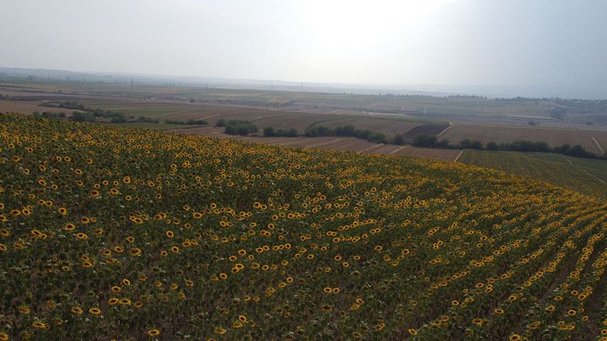 Türkiye'nin sapsarı tarlaları sosyal medyada ''selfie tarlası'' haline geldi - Resim: 3