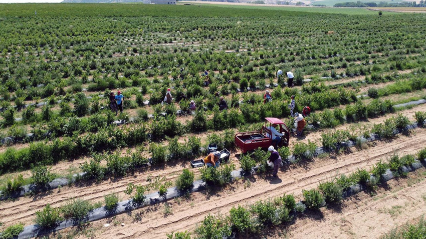 15 yıl sonra ilk kez... Türkiye'nin bir şifa deposu eşsiz lezzetinden daha kötü haber - Resim: 3