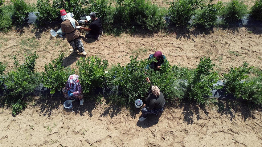 15 yıl sonra ilk kez... Türkiye'nin bir şifa deposu eşsiz lezzetinden daha kötü haber - Resim: 4