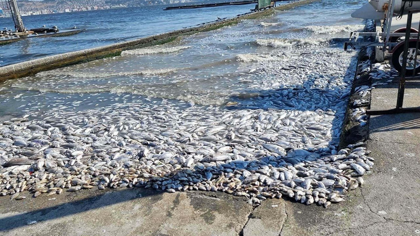 Uzman isimden İzmir Körfezi'nde yeni felaket uyarısı - Resim: 2