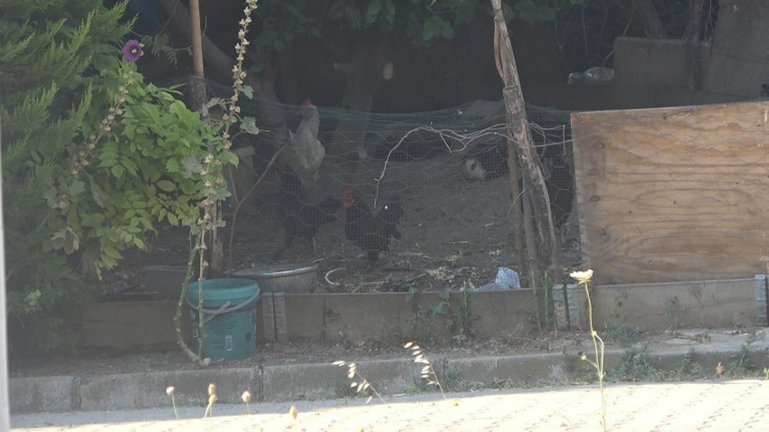Yalova'da tepki çeken hayvan besleme yasağı - Resim: 3