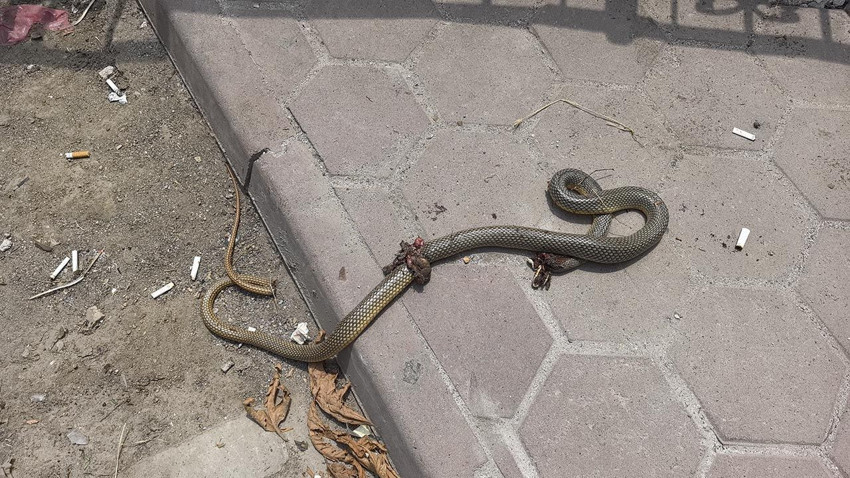 Bir yılan saldırısı daha... Bacağını ısıran yılanla hastaneye gitti - Resim: 3