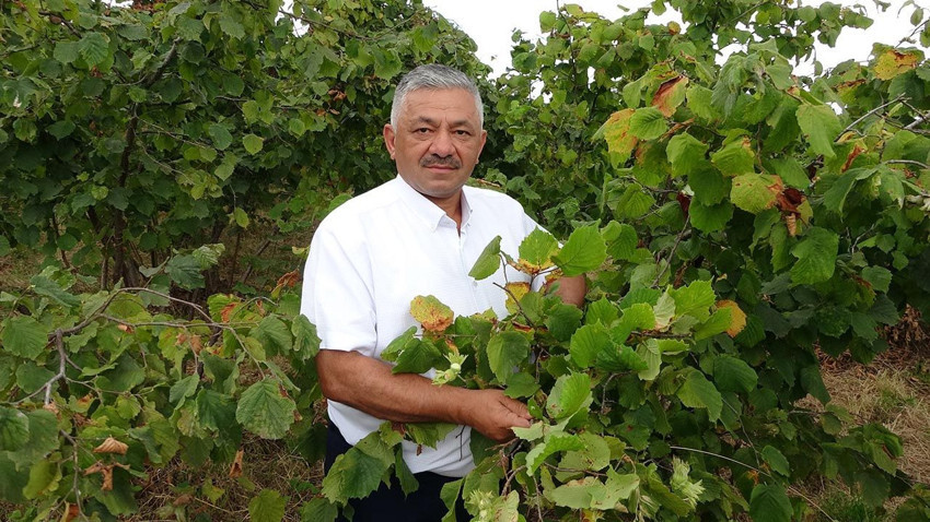 Fındıkta büyük kriz: Yüzde 70'lik kayıp var - Resim: 1