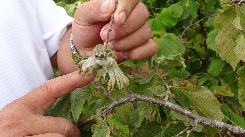 Fındıkta büyük kriz: Yüzde 70'lik kayıp var - Resim: 2