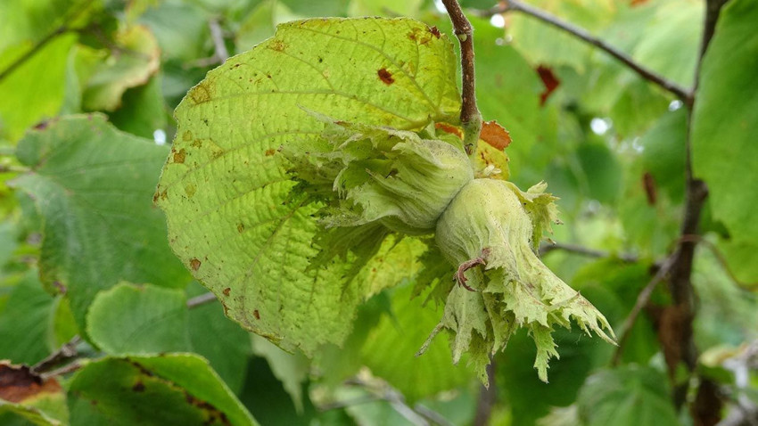 Fındıkta büyük kriz: Yüzde 70'lik kayıp var - Resim: 3