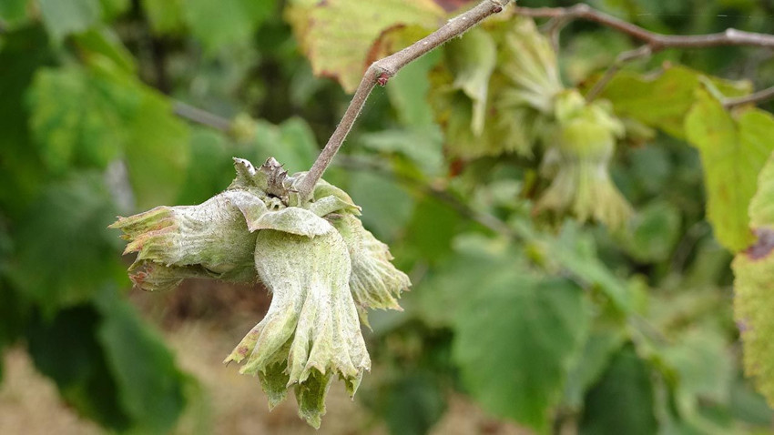 Fındıkta büyük kriz: Yüzde 70'lik kayıp var - Resim: 4