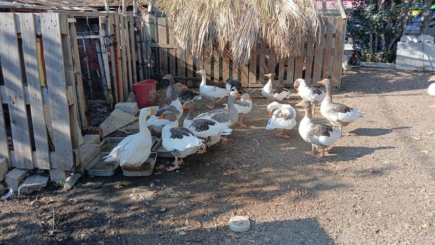 Denize girdikleri için CİMER'e şikayet edilip hapis cezası verilen kazlara şartlı tahliye kararı - Resim: 2