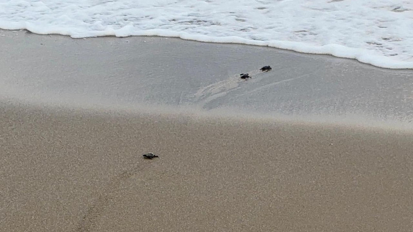Turizm cennetinde caretta carettalar için hayati nöbet başladı - Resim: 2