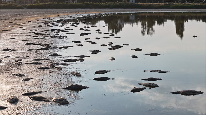 Türkiye'nin cennetini cehenneme çeviren ölümlerin nedeni belli oldu - Resim: 2