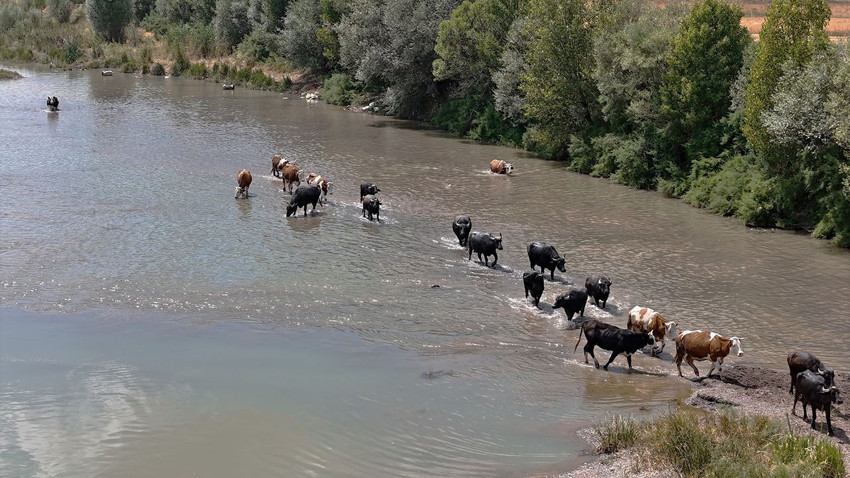Gören Serengeti Ovası sanıyor ama burası Türkiye'de... - Resim: 1