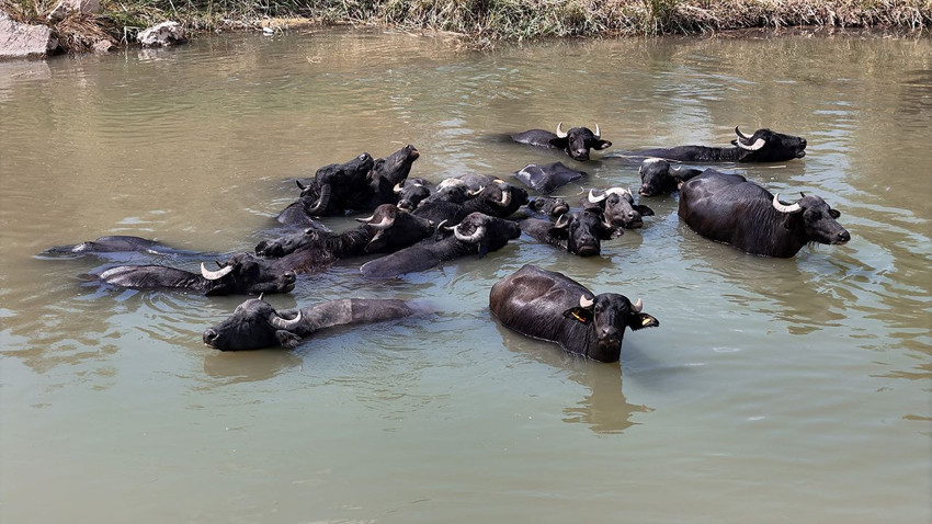 Gören Serengeti Ovası sanıyor ama burası Türkiye'de... - Resim: 2