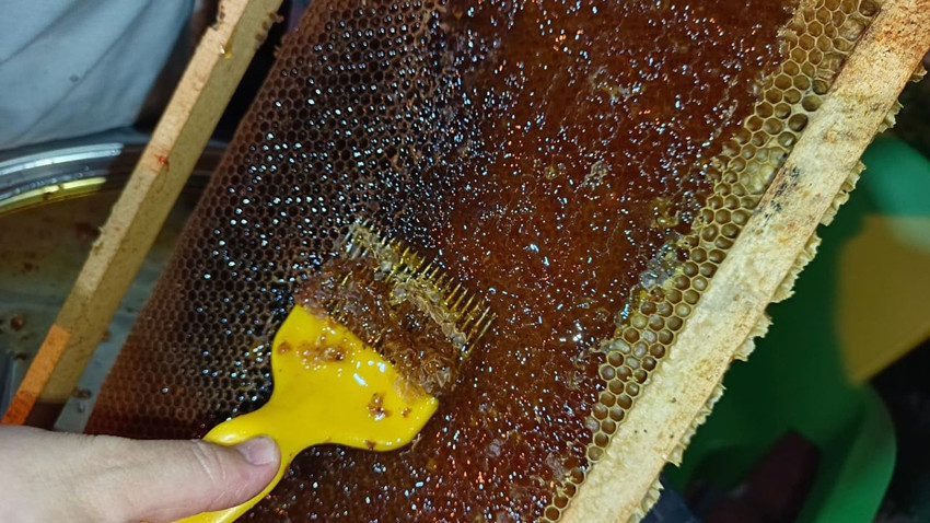 Türkiye'nin şifa deposu olan en doğal lezzetinde hasat başladı - Resim: 1