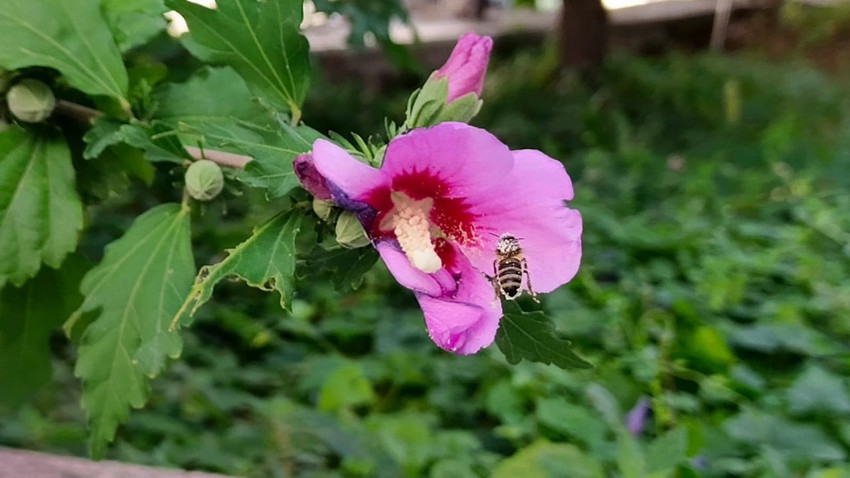 Türkiye'nin şifa deposu olan en doğal lezzetinde hasat başladı - Resim: 3