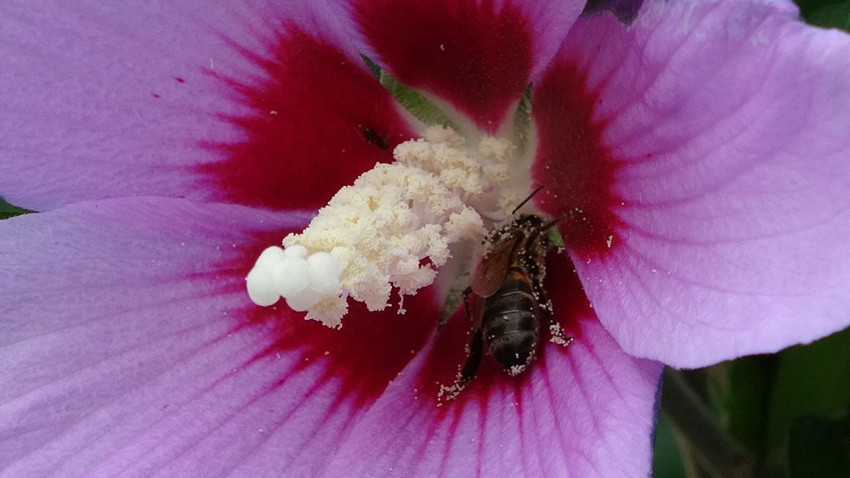 Türkiye'nin şifa deposu olan en doğal lezzetinde hasat başladı - Resim: 4