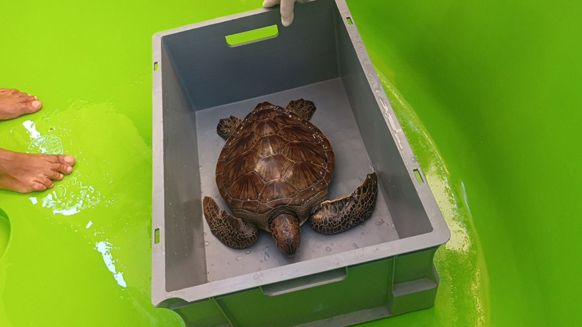 Üzerine file ve çuval dolanmış haldeydi... Ölmeden kurtarıldı - Resim: 1