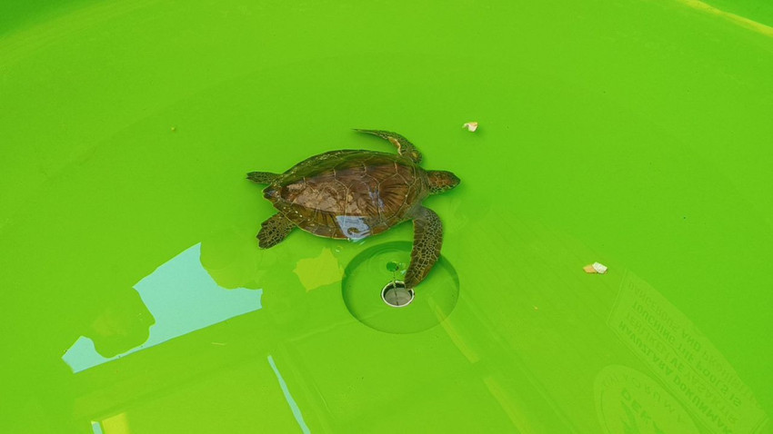 Üzerine file ve çuval dolanmış haldeydi... Ölmeden kurtarıldı - Resim: 2