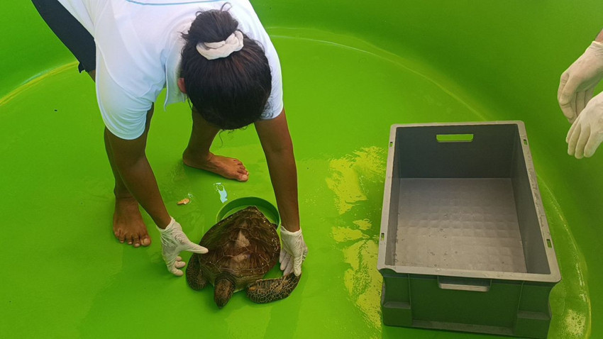 Üzerine file ve çuval dolanmış haldeydi... Ölmeden kurtarıldı - Resim: 3