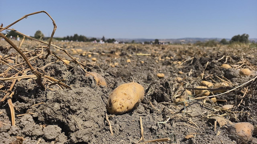 Hasattan vazgeçti, vatandaşlara ücretsiz dağıttı - Resim: 2
