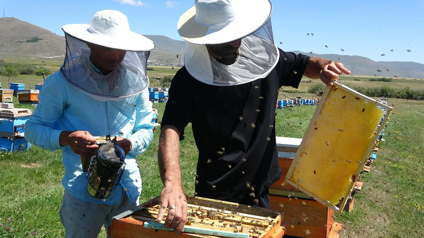 Türkiye'nin kilosu 1.500 TL'ye satılan, coğrafi işaretli şifa deposu lezzetinde hasat başladı - Resim: 1