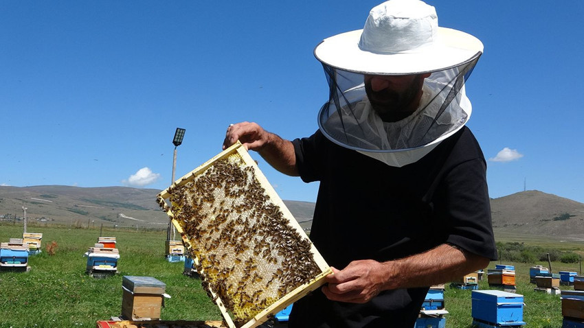 Türkiye'nin kilosu 1.500 TL'ye satılan, coğrafi işaretli şifa deposu lezzetinde hasat başladı - Resim: 2