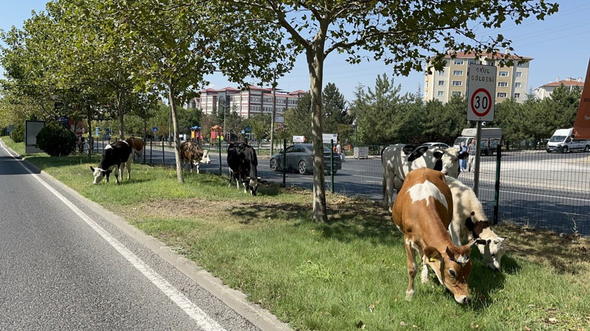Tekirdağ'da firari inekler şehre inip ortalığı karıştırdı - Resim: 4