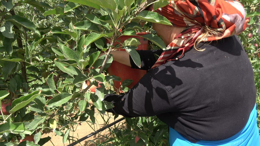 Don vurmuştu, hasat başladı ama ilk ürünler Dubai ve Libya'ya gitti - Resim: 4