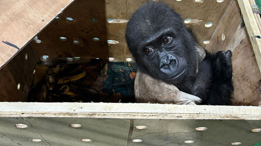 Talihsiz yavru goril Zeytin Türkiye'ye veda etmeye hazırlanıyor - Resim: 1