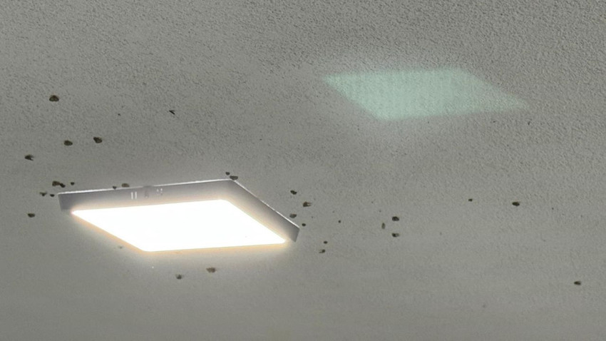 Bahçelerden sonra evlerde de vampir kelebek istilası başladı - Resim: 3